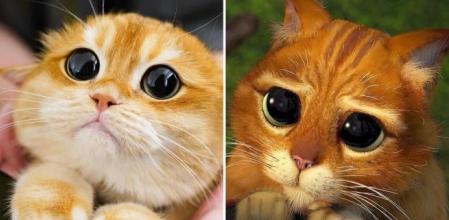 Pisco, el gato viral con un parecido sorprendente al gato con botas de ‘Shrek’