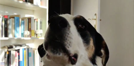 Lucky es un perro de tamaño grande al que le costó mucho ir al veterinario