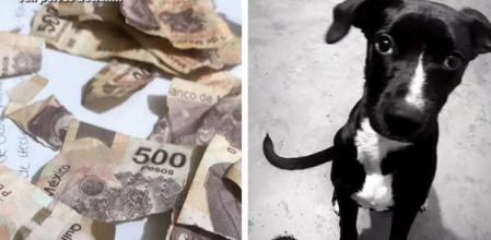 Un perro encuentra todos los ahorros de su dueña y los mordisquea hasta destrozarlos