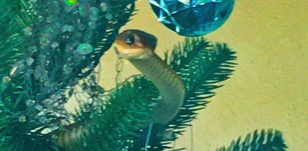 Una familia descubre que en su árbol de Navidad se esconde una culebra mortal