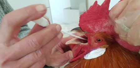 Pollos feria avícola El Prat de Llobregat