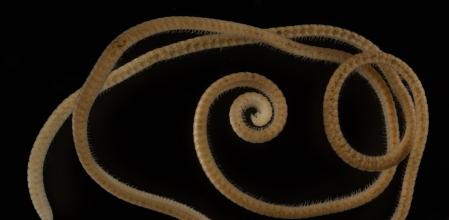 Por primera vez hay un milpiés con al menos mil patas