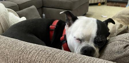 El perro tuvo un comportamiento muy insistente