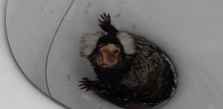 La mona se encuentra en un centro de recuperación de primates