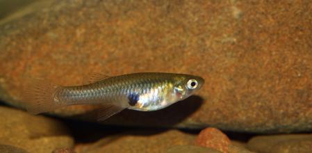 Pez mosquito (Gambusia holbrooki), un invasor que supone una grave amenaza para la biodiversidad