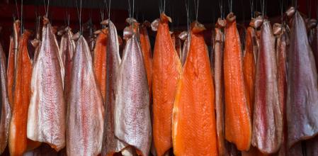 Salmón colgado en un patrón ordenado para fumar