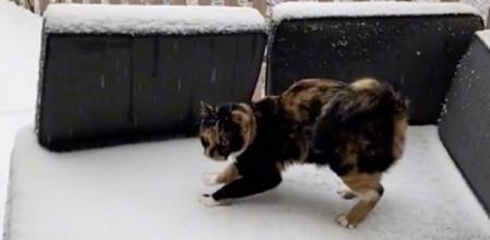 La divertida reacción viral de un gato al tocar por primera vez la nieve