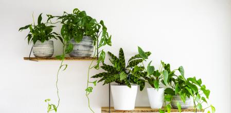 Plantas domésticas para interiores