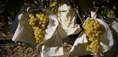 Uva embolsada del Valle del Vinalopó