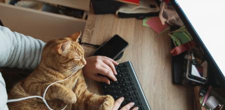 ¿Qué hacer si tu gato no te deja trabajar con el teclado del ordenador?