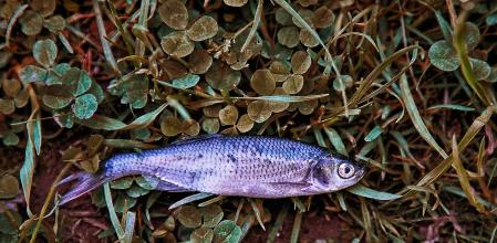 Sucede al producirse remolinos de agua, que arrastran a los peces