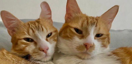 El usuario publicó una imagen de los dos gatitos