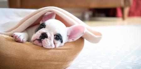 Cachorro de bulldog francés