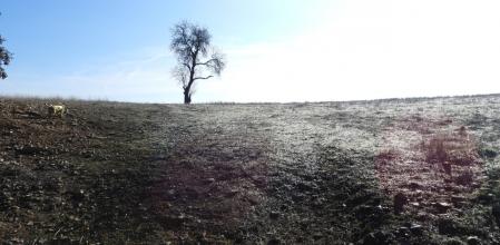 Reto de lógica: ¿Por qué la hierba se ve plateada?