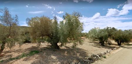 Oliveras milenarias de Ulldecona