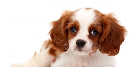 Un cachorro de Cavalier King Charles Spaniel