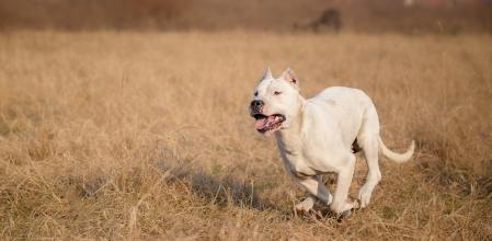 Una hembra de dogo argentino corre por el campo