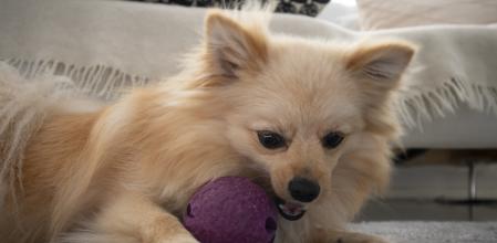 Un perro de la raza pomeranian
