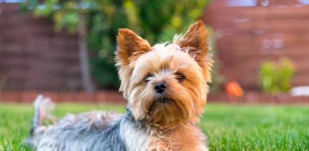 Un ejemplar de Yorkshire Terrier descansa sobre el césped