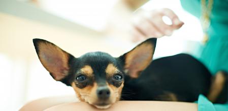 Un ratonero de Praga, entre las piernas de una mujer