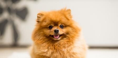 Pomerania de color rojo sobre la alfombra