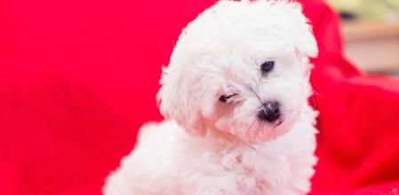 Ejemplar de bichón maltés