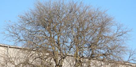 Reto visual: ¿Dónde están los 15 pájaros que hay en este árbol?