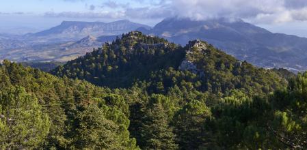 Bosque de pinsapos de la Sierra de las Nieves