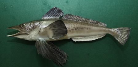 Ejemplar adulto de la especie 'Neopagetopsis ionah'  .