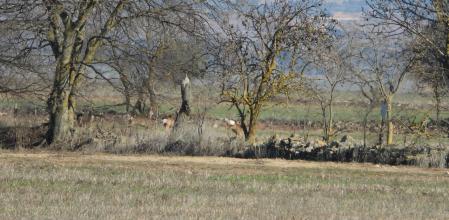 Reto visual: ¿Dónde están los cuatro corzos?