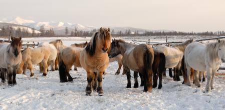 Los caballos de guerra medievales tenían un tamaño similar al de los ponys modernos
