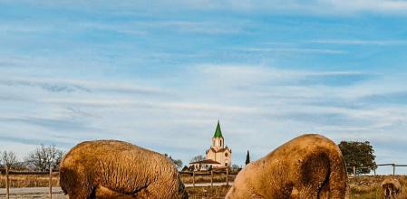 Rebaño junto al santuario de Puig-agut.