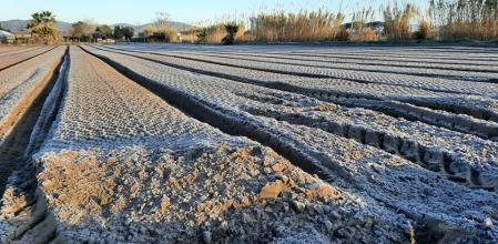 Helada en los campos de Gavà.