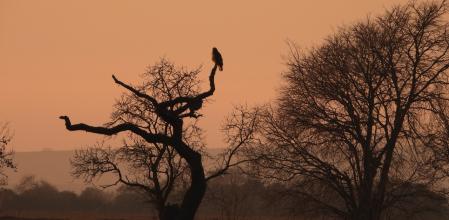 Observación de aves en La Figuerosa.