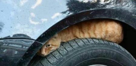El espacio entre la rueda y la carrocería del coche es uno de los escondites que buscan los gatos para guarecerse del frío&nbsp;