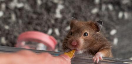 El hámster de dos años llamado 