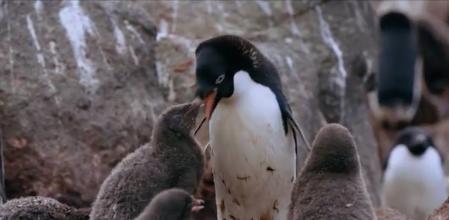 El cambio climático afecta a las poblaciones de pingüinos de la Antártida