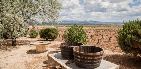 En invierno las vides pierden sus hojas y el paisaje se vuelve gélido