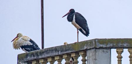 Cigüeña negra en el campanario de Santa Maria d'Olost.