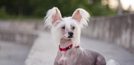 Ejemplar de crestado chino