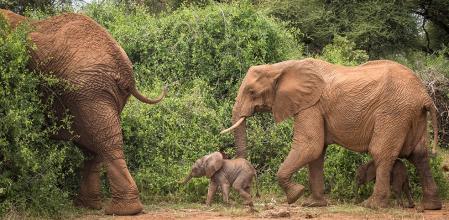 Bora con sus dos nuevas crías un hermano nacido en 2017  .