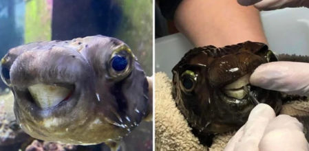 La dentadura le creció tanto que no podía cerrar la boca