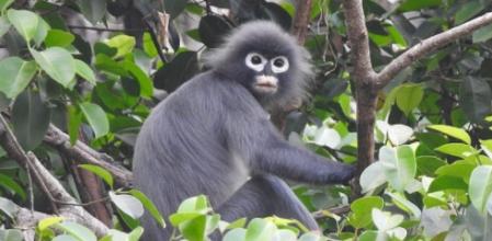 El langur de Popa es una de las especies más importantes descubiertas en el marco del proyecto Gran Mekong de WWF en 2020 .