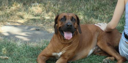 Un ejemplar de Tosa Inu es acariciado por su dueña