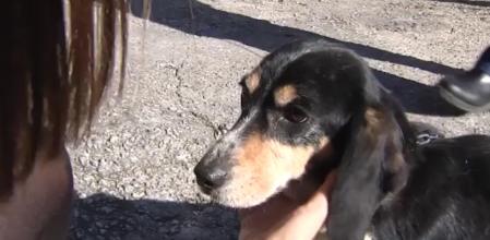 India, la perra beagle rescatada