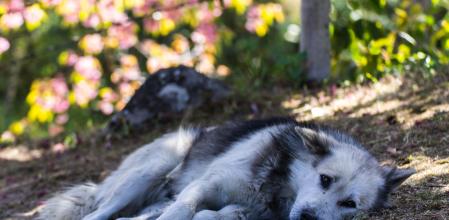 Un perro permanece tumbado con aspecto de estar enfermo