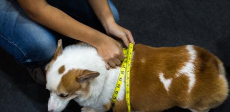 Perro con sobrepeso