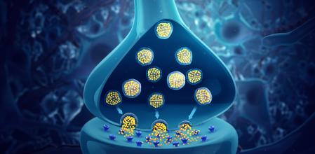 Recreación de vesículas que contienen neurotransmisores en la unión entre dos neuronas
