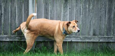 Un perro orina contra una valla de madera