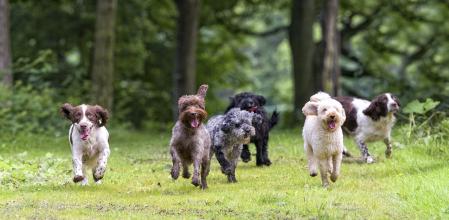 Un grupo de perros corre por un prado